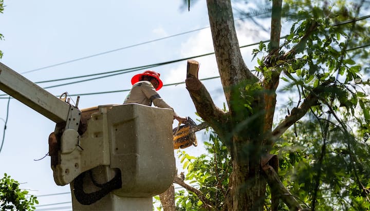 tree removal syracuse