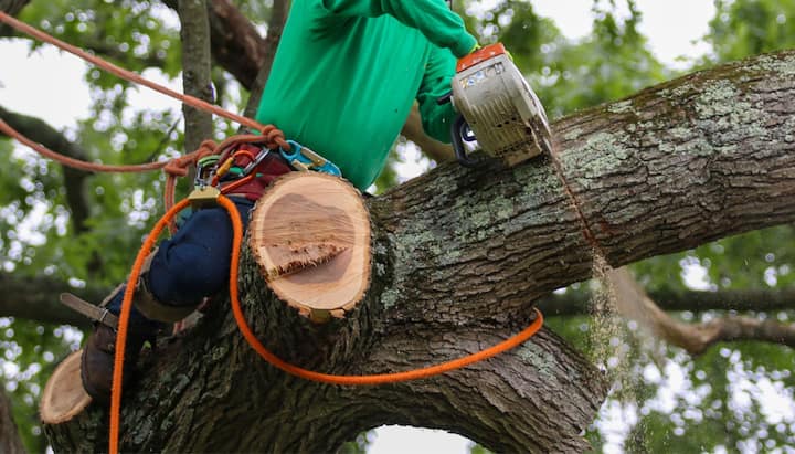 tree removal syracuse