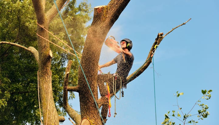 tree removal syracuse