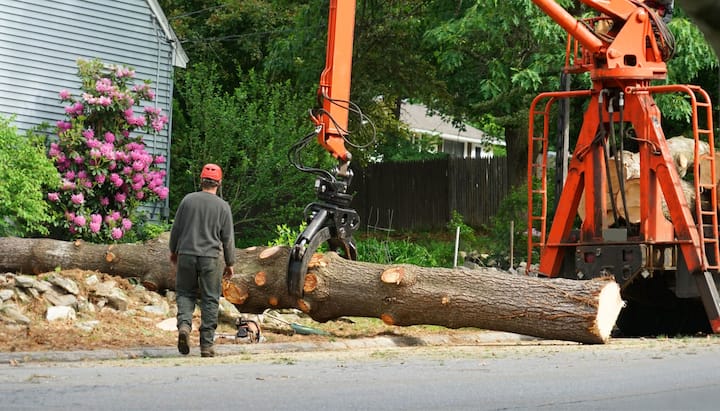 tree service syracuse ny