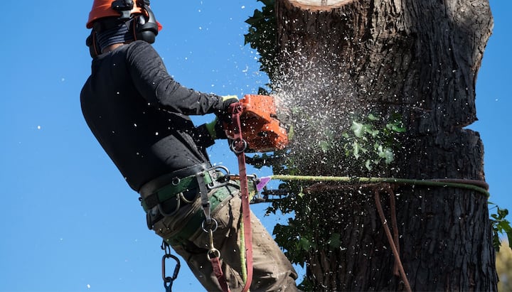 tree service syracuse ny